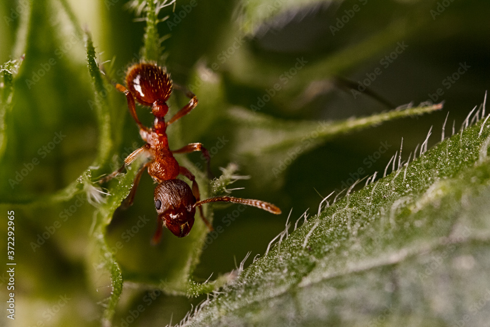 Close-up of an ant climbing on a green leaf