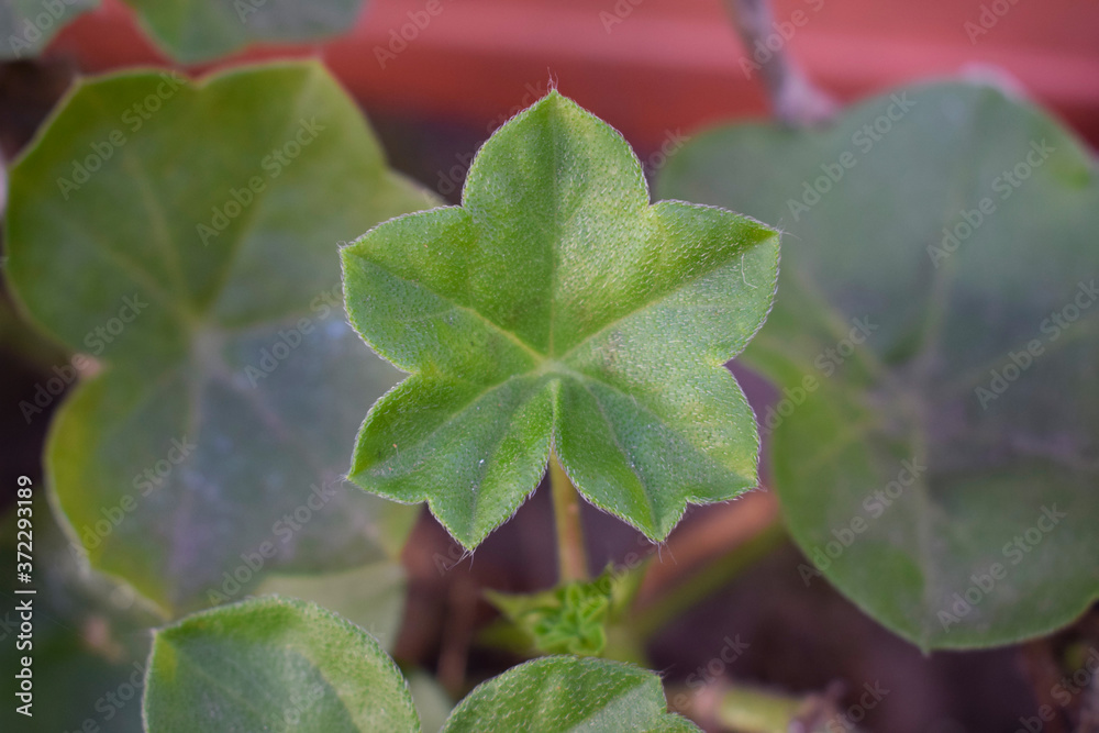Obraz premium Green leaves