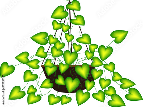 A beautiful creeper tup and white background color design