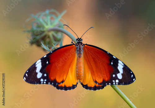 Monarch, Danaus plexippus is a milkweed butterfly (subfamily Danainae) in the family Nymphalidae butterfly in nature habitat. #372293381