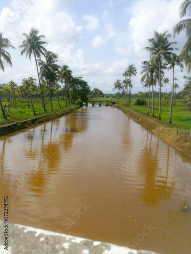 Nature long lake with coconut trees at bank and floating ducks in it.