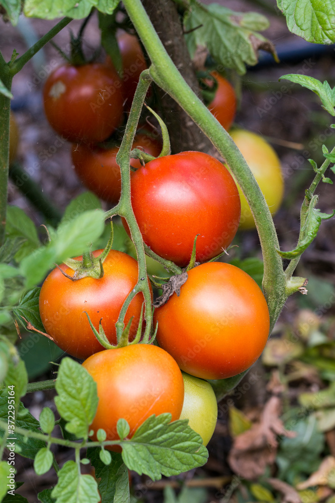 Grappe de tomates du jardin 