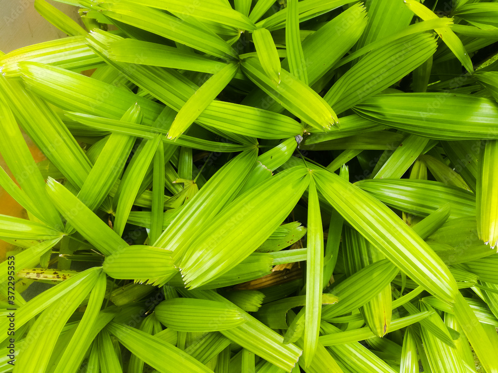 Background of Long green leaves at close look.