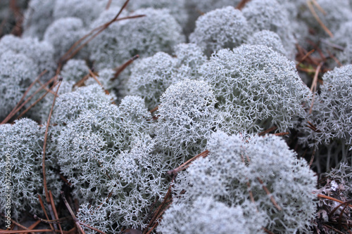 Beautiful forest background, Tundra floor, decorative mossy surface. The lichen Cladonia Alpine. Close-up photo selective focus. Macro photo of beautiful reindeer lichen.