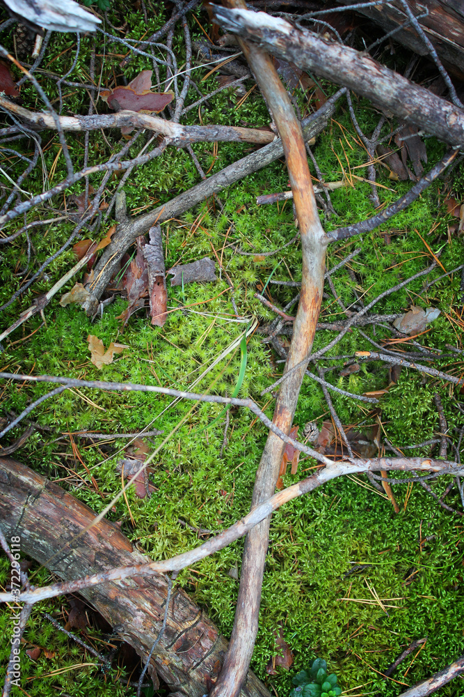 Dry fallen branches on the mossy green forest floor. Beautiful natural forest background. Dry fallen branches on the mossy green forest floor. Beautiful natural forest background.