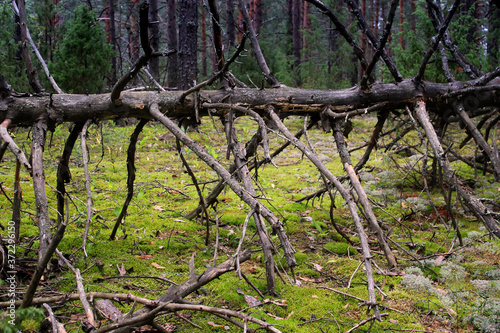 A fallen old pine tree in the forest. © Татьяна Шипулина