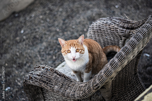 Cat in the basket