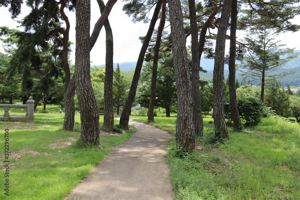 Fototapeta premium path in the park