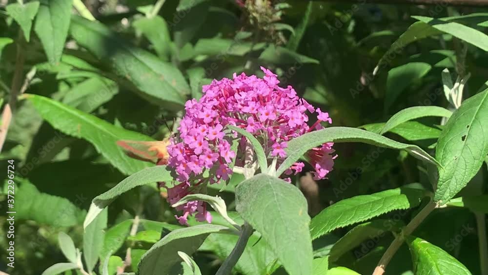 broad-bordered bee hawk-moth (Hemaris fuciformis) on buddleja bush broad-bordered bee hawk-moth (Hemaris fuciformis) on buddleja bush