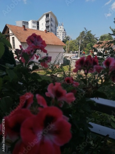 house in the garden