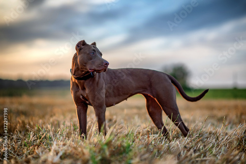 A pensive pit bull terrier stands on the field. Close-up photographed.