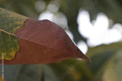 leaf on the tree