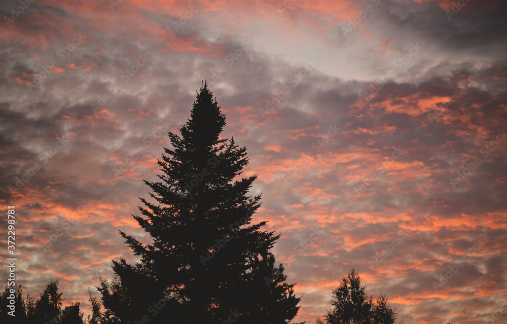 Majestic sky, pink cloud against the silhouettes of pine trees in the twilight time. Majestic sky, pink cloud against the silhouettes of pine trees in the twilight time.