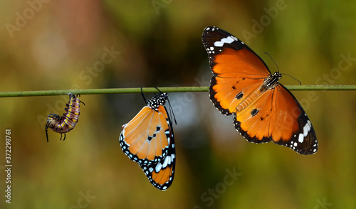 Amazing moment ,Monarch Butterfly, pupae and cocoons are suspended. Concept transformation of Butterfly © blackdiamond67