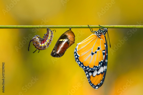 Photography Amazing moment ,Monarch Butterfly, pupae and cocoons are suspended