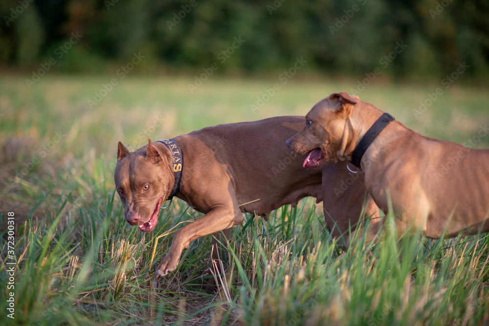 Two american pit bull terriers are playing on a field near the forest.