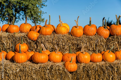 Pumpkins on hay bales photo