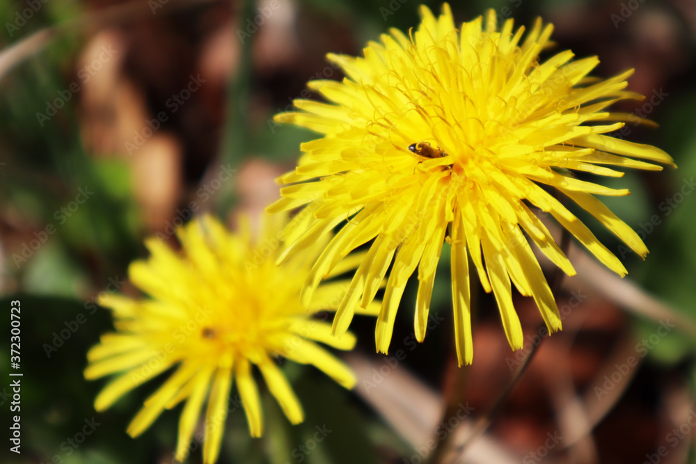 yellow flowers yellow flowers