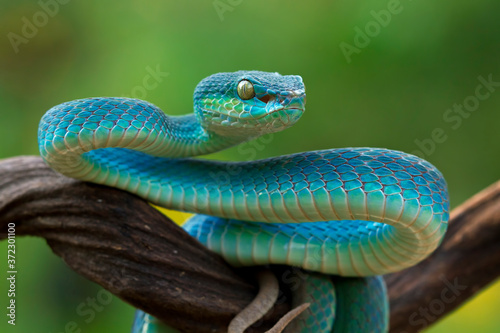 Blue viper snake closeup face, head of viper snake, Blue insularis, Trimeresurus Insularis