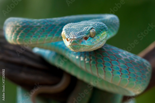 Blue viper snake closeup face, head of viper snake, Blue insularis, Trimeresurus Insularis