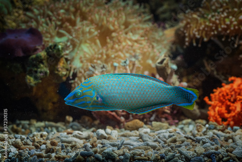 Marine fish with beautiful colors