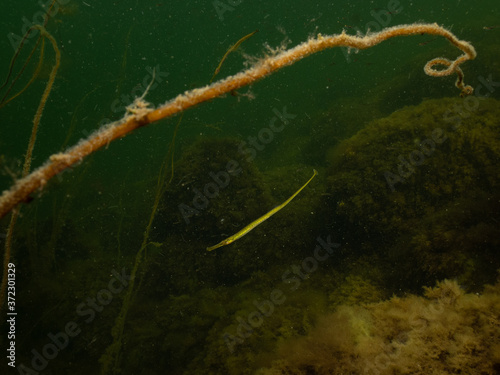 Closeup picture of a Straightnose pipefish, Nerophis ophidion. Picture from Oresund, Malmo, southern Sweden