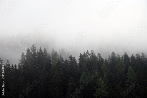 Pine trees in the fog landscape Bad Gastein Austria
