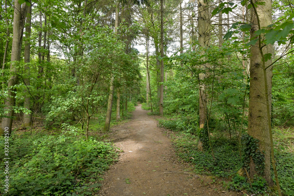 Romantischer Waldweg Romantischer Waldweg