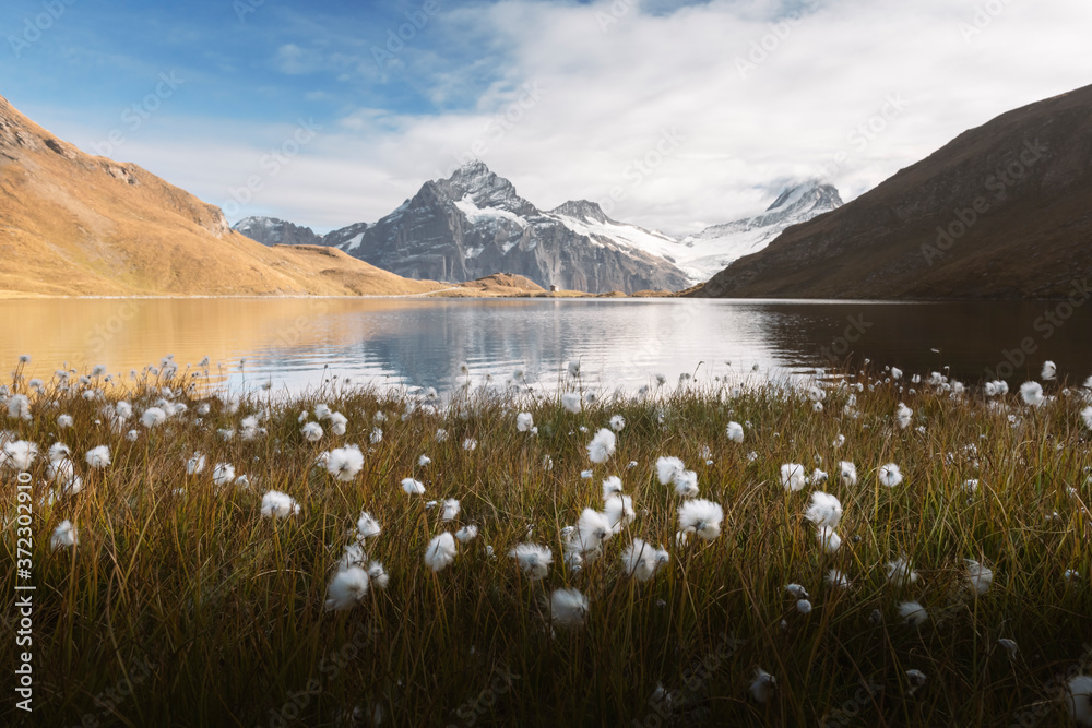 Obraz premium Picturesque view on Bachalpsee lake in Swiss Alps mountains. White flowers blooming on a foreground. Grindelwald valley, Switzerland. Landscape photography
