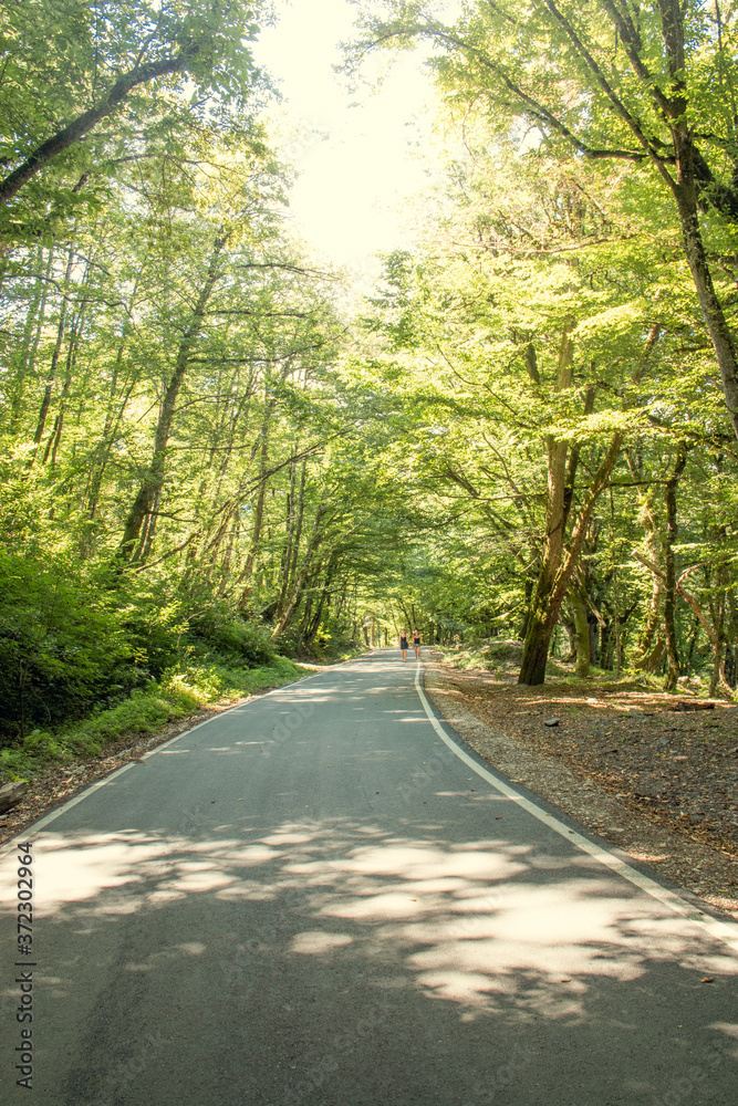 We drive along an empty paved road with white markings, passing through a mixed forest with pines and trees with green foliage on a Sunny summer day. The sun's rays are visible on the asphalt