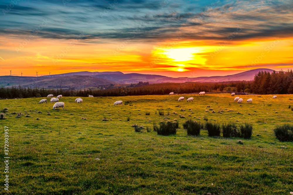 Fototapeta premium sunset over the field