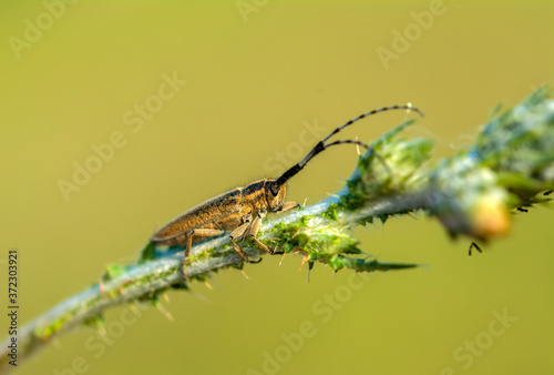 Close up  beautiful  insect in the garden © blackdiamond67