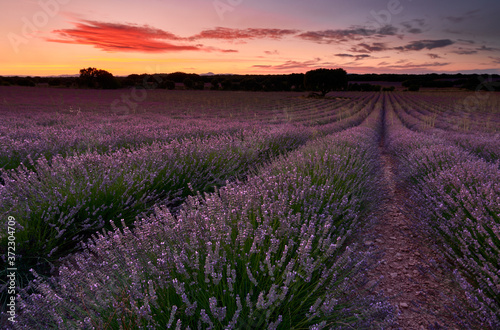 Sunset at lavender fields in Brihuega