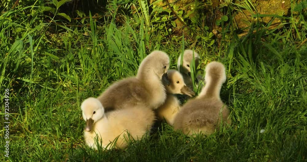 a group of cygnets, or baby swans sitting in grass a group of cygnets, or baby swans sitting in grass