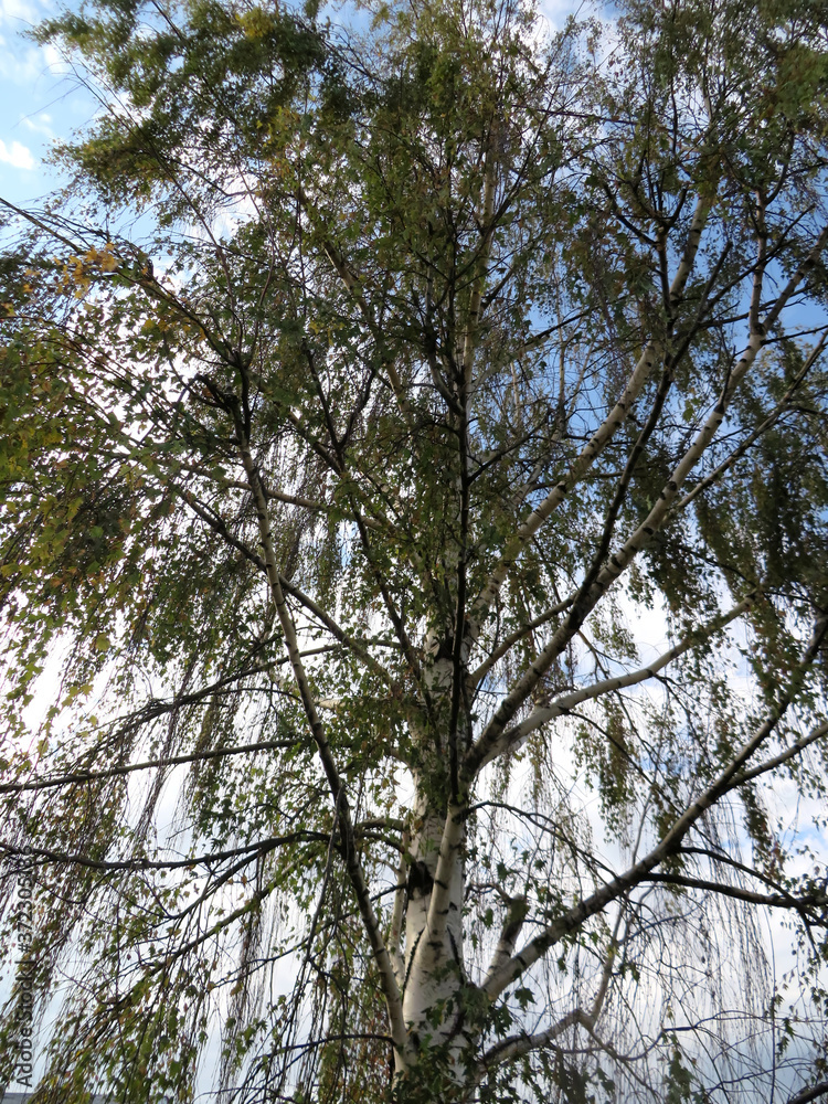 An Old Birch Tree in the Front Yard An Old Birch Tree in the Front Yard