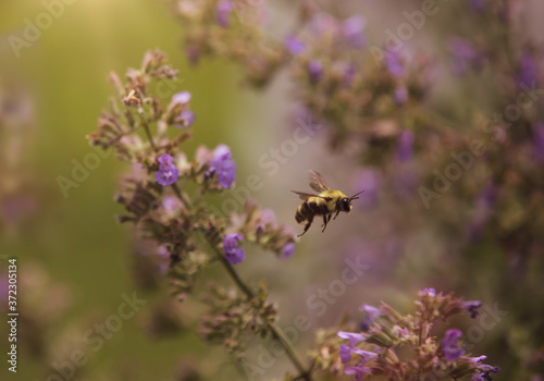 Fototapeta Naklejka Na Ścianę i Meble -  Bee in the Garden with Purple Flowers