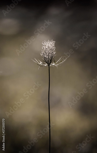 Queen Anne s Lace Flower Bud