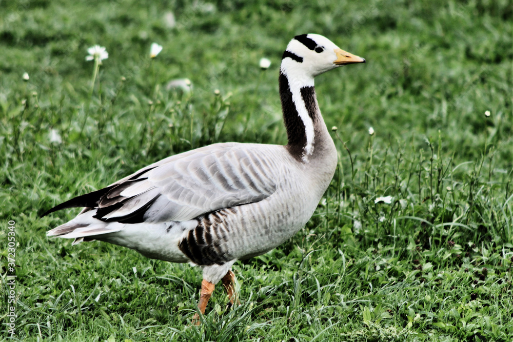 A view of a Bar Headed Goose in London