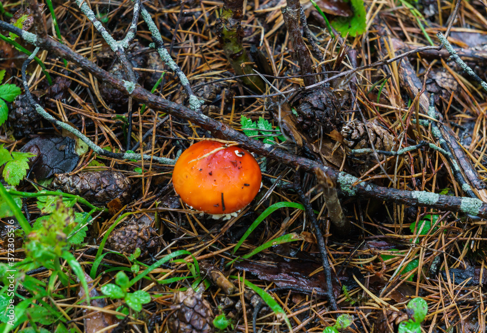 Amanita mushroom with a red hat grows in a clearing in the forest. Amanita mushroom with a red hat grows in a clearing in the forest.