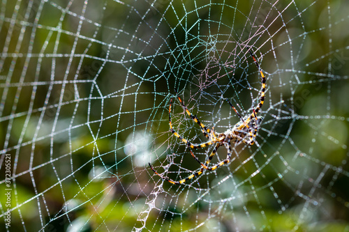 Details of a tiger spider (Argiope lobata) in its web one summer morning in Andalusia