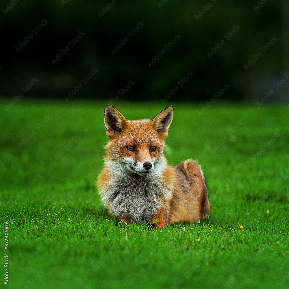 Fototapeta premium red fox in the grass