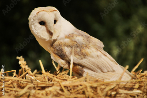 Fototapeta Naklejka Na Ścianę i Meble -  A view of a Barn Owl