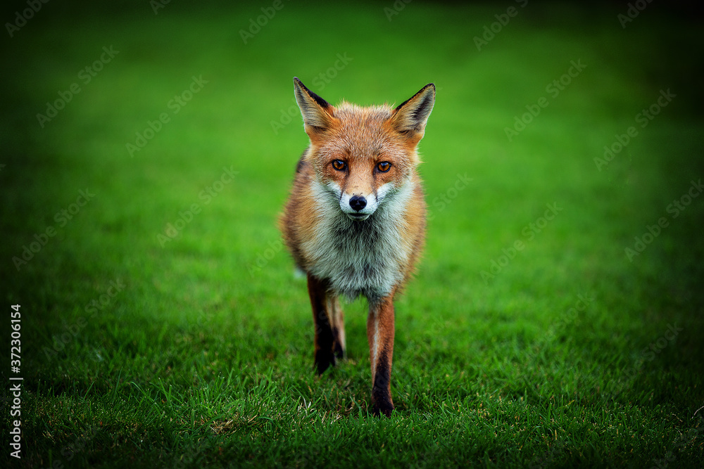 Fototapeta premium red fox in the grass