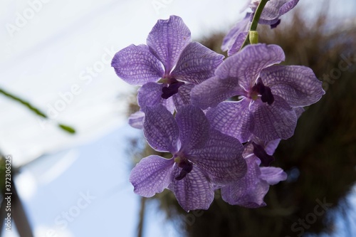 pink orchid on blue background photo