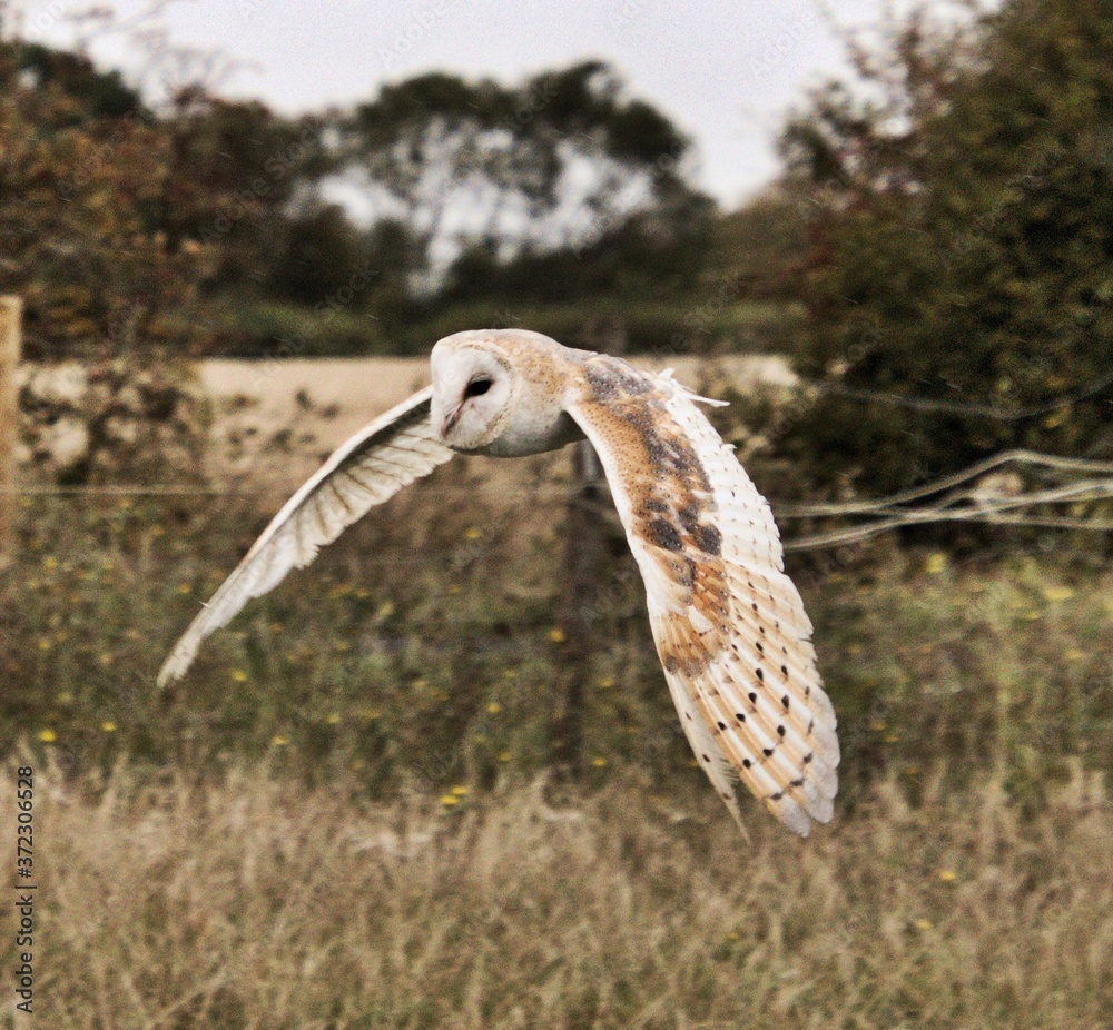 Fototapeta premium A Barn Owl in flight