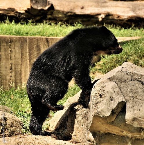 black bear in zoo