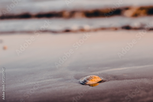 Sea shell at sea side.
