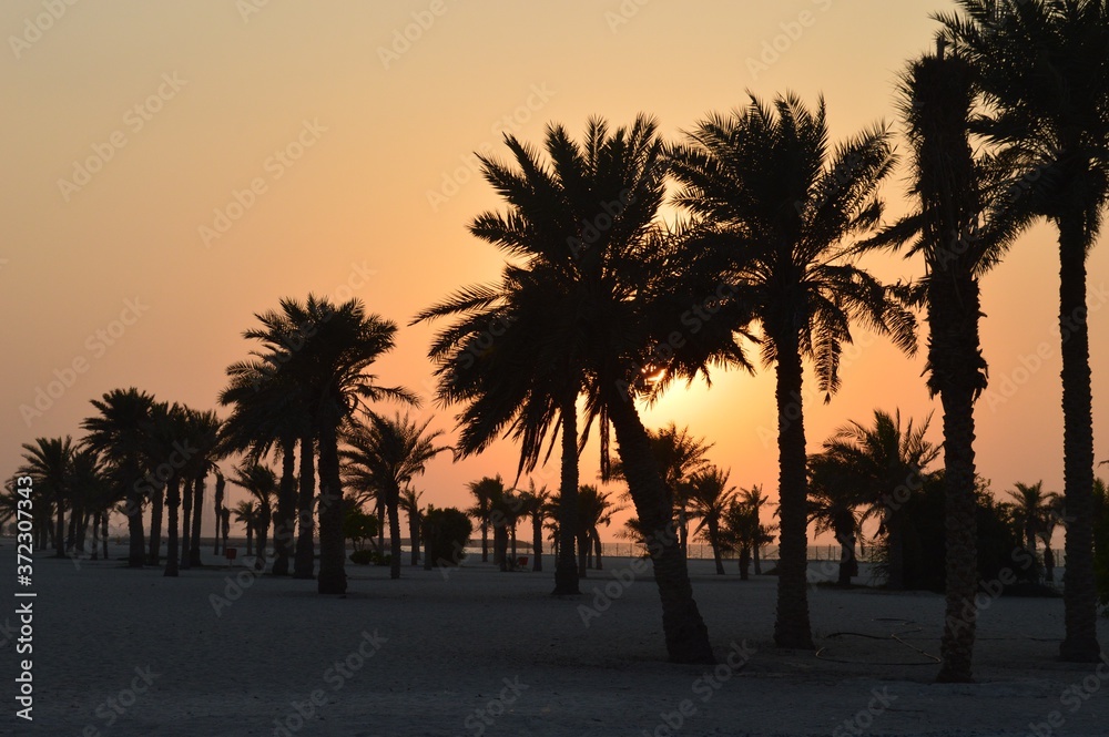 Obraz premium palm trees at sunset