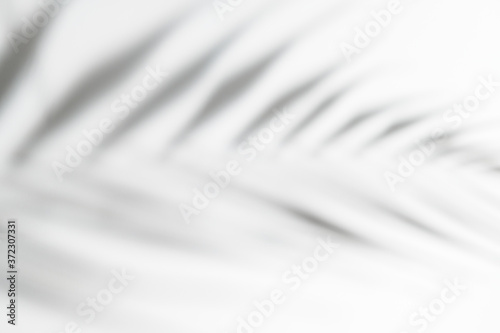 Abstract white clean background with shadow from palm or monstera leaves. Gray shadow photo overlay. Tropical tree leaves. Black and white blurred texture with copy space and mockup.