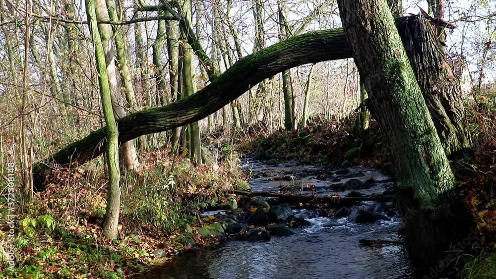 A broken fallen tree trunk above a stream. A damaged tree in autumn nature. Tree damaged by lightning strike lying over a creek in autumn. A broken fallen tree trunk above a stream. A damaged tree in autumn nature. Tree damaged by lightning strike lying over a creek in autumn.